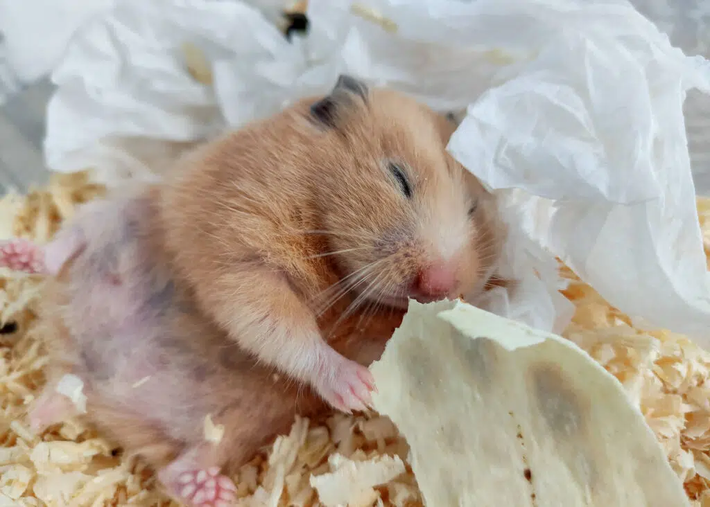 hamster sleeping in cage