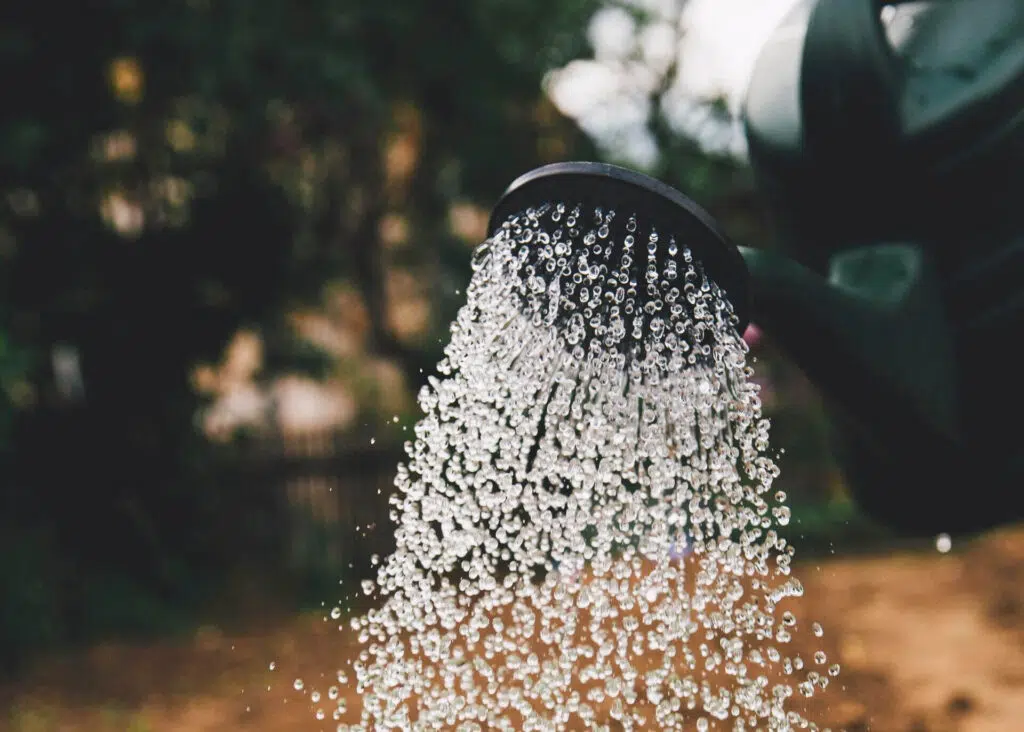 watering compost