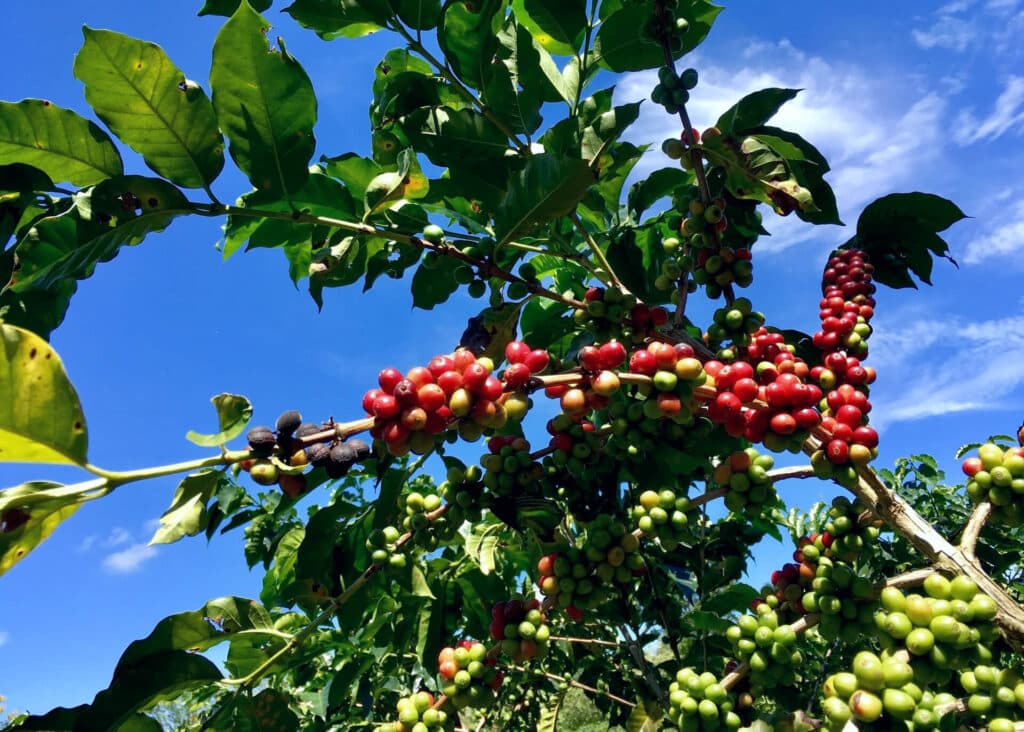 coffee tree with fruit