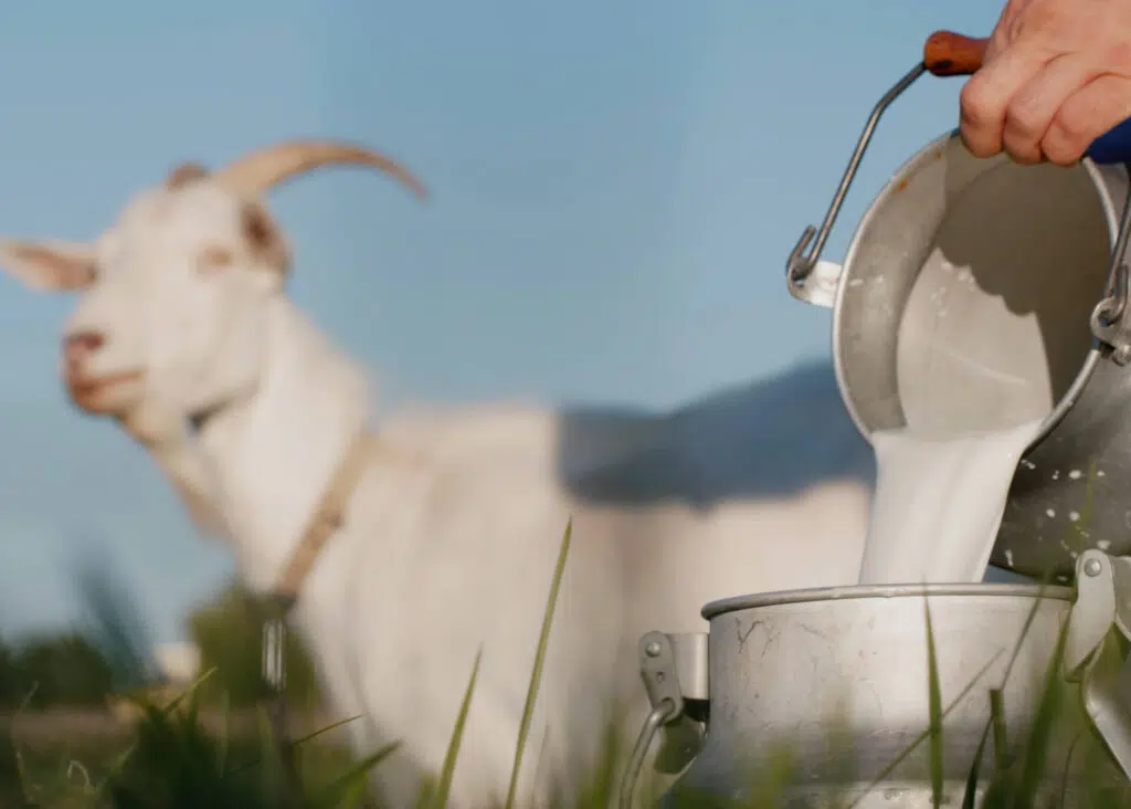 goats milk