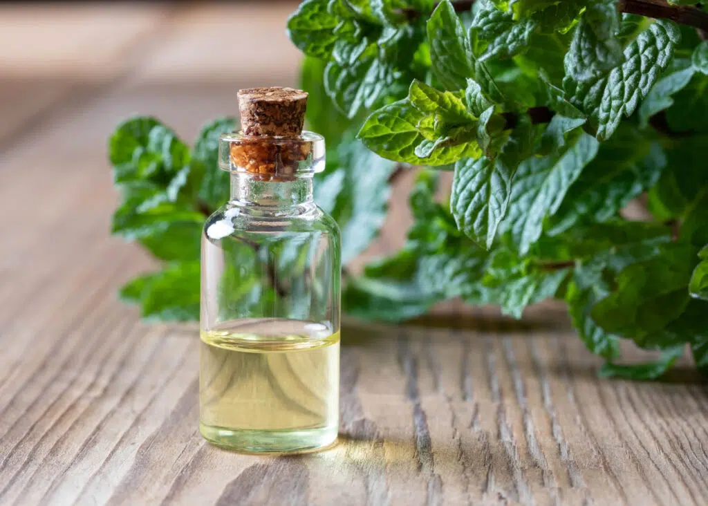 peppermint oil with peppermint leaves