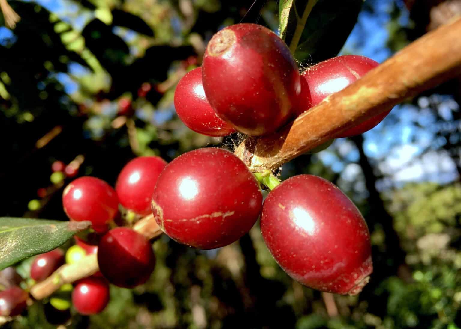 Are Coffee Beans Legumes? • Crazy Coffee Bean