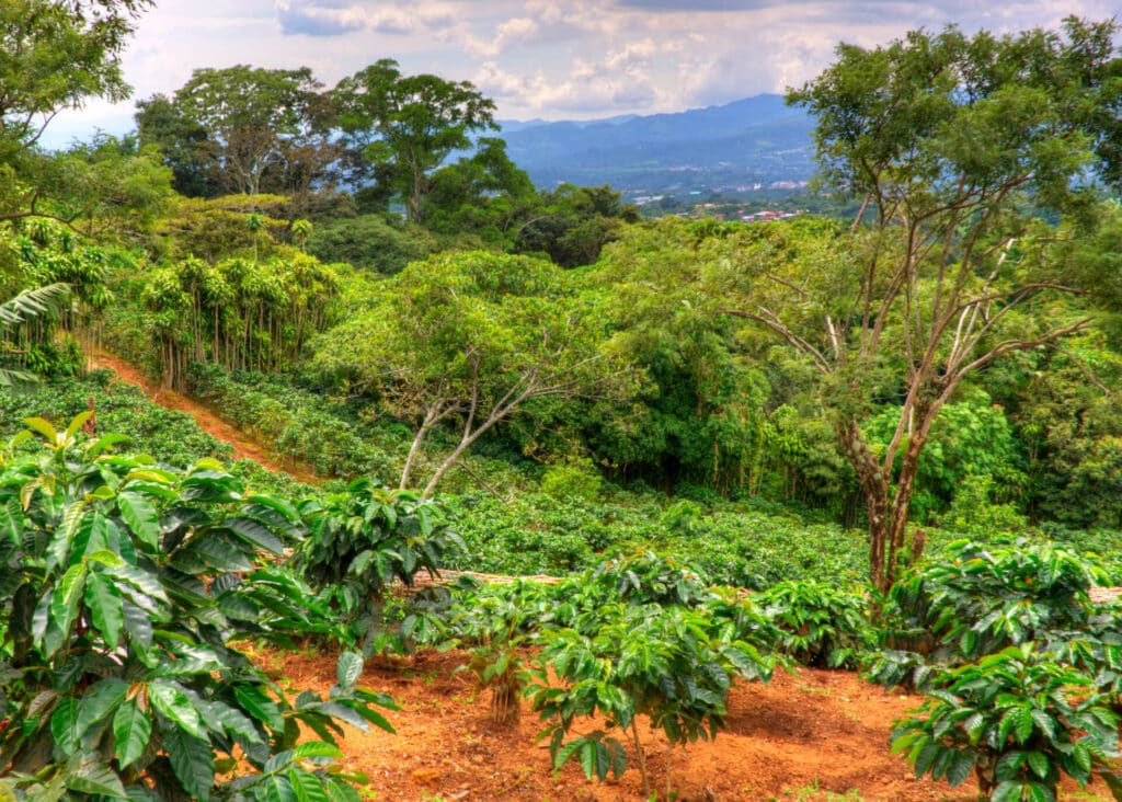 costa rica coffee plantation