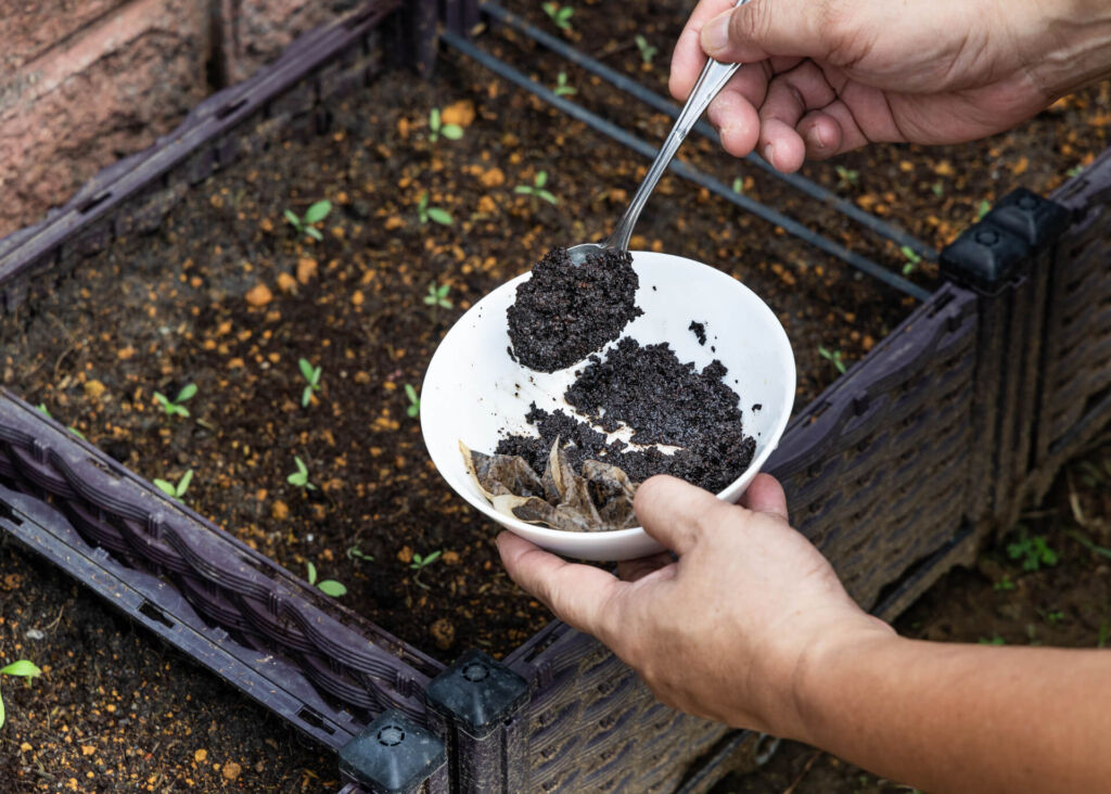 adding coffee grounds to fertilize soil