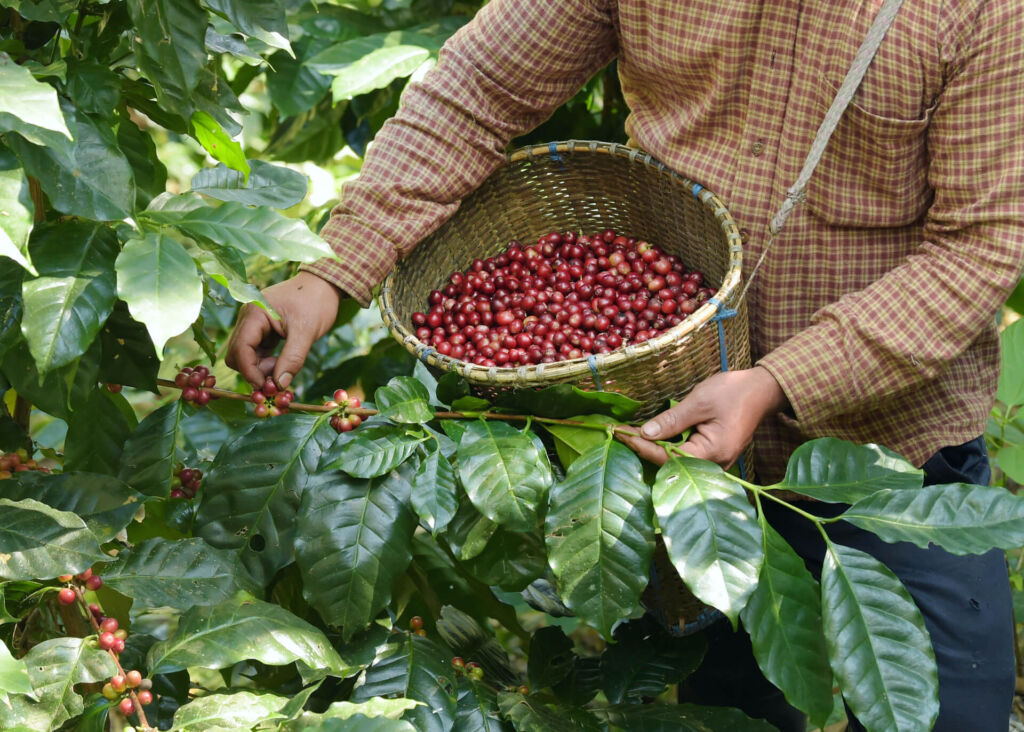 farmer harvesting coffee cherries