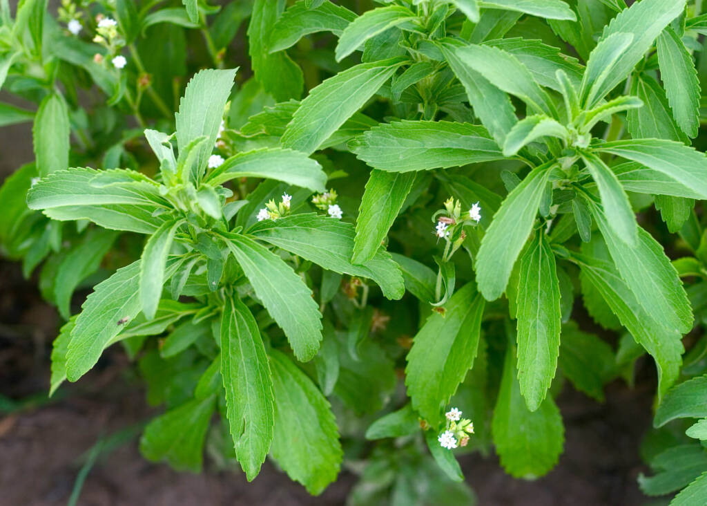 stevia plants